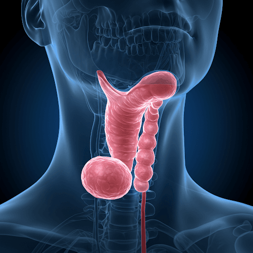 Adenoidai: kas tai, simptomai, diagnostika ir gydymas