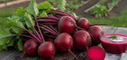 Raudonasis daržo auksas: Kaip paprasti burokėliai keičia sveikatos taisykles