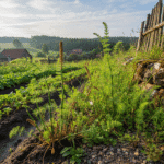 Dirvinis asiūklis: Nuo įkyrios piktžolės darže iki nepakeičiamo silicio šaltinio organizmui